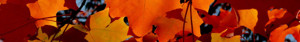 Notre sélection du mois d’octobre